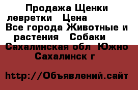 Продажа Щенки левретки › Цена ­ 40 000 - Все города Животные и растения » Собаки   . Сахалинская обл.,Южно-Сахалинск г.